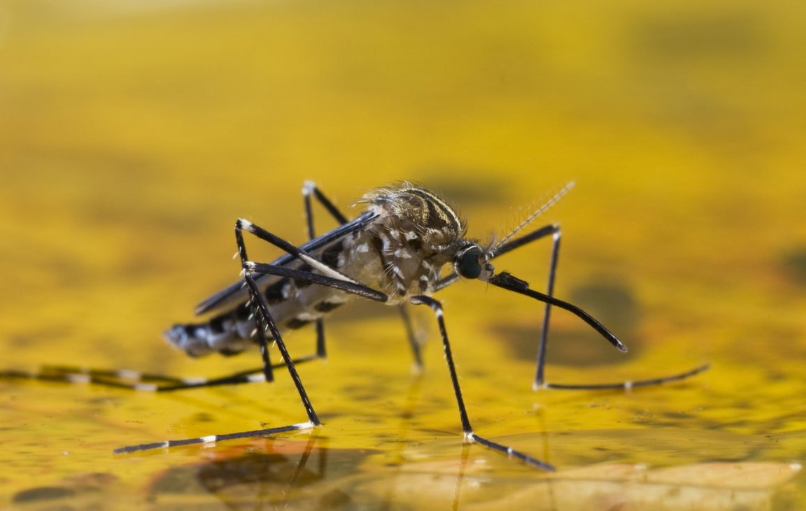 Control de mosquitos y prevención de Dengue - Sanitas Ambiental